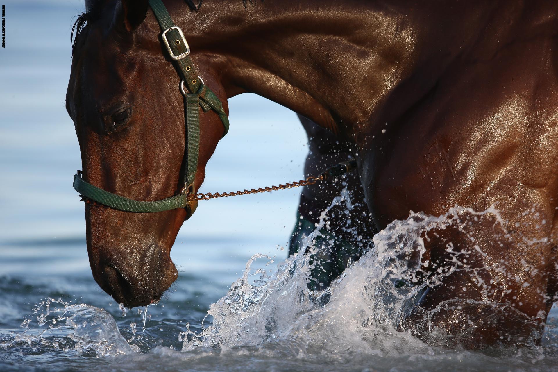 حصاني لا يعرق (لماذا وماذا يمكنني أن أفعل)؟